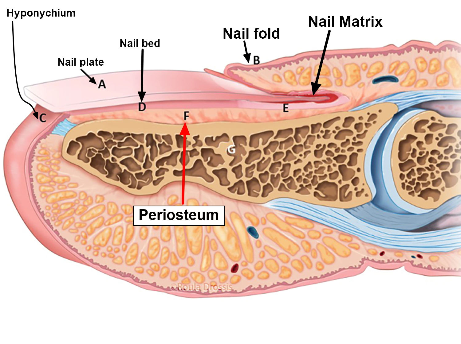 anatomy of toenail causes of thick toenails